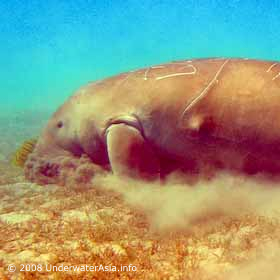 Dugong